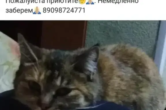 Кошки потеряшки, Тополево, фото: Потеряшка кошка Мура в Тополево!