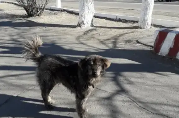 Найдена собака в Борзе, Забайкальский край