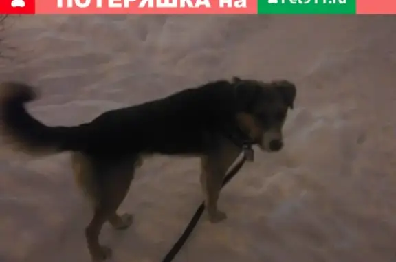Пропал пес в Приморском районе СПб, адрес Шаврова 5к2! SOS!