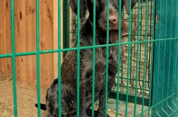 Пропала собака БЭТТИ в деревне Решетникова, Тюменская область