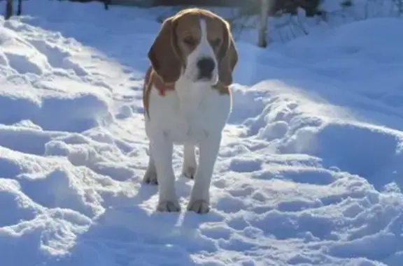 Собаки потеряшки, Куток, фото: Потеряшка собака Чак в СНТ Пищевик, Анапа