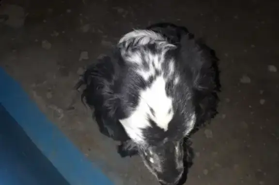 Найдена собака на Штеменко 13, Волгоград