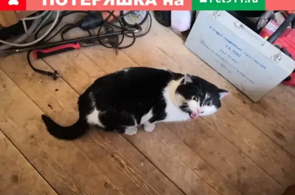 Найден домашний кот в Мелехово, Владимирская обл.