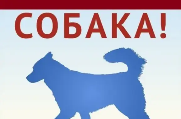 Пропала собака в Орле, р-н д. Ивановка, лайка, молодой кобель