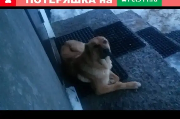 Найдена собака в ЛО Всеволожском р-не, ищем хозяев