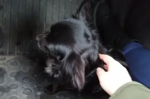 Найдена собака возле метро Лесная, ищем хозяина!