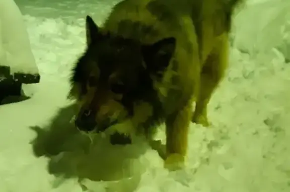 Найдена собака в Ухте с ошейником