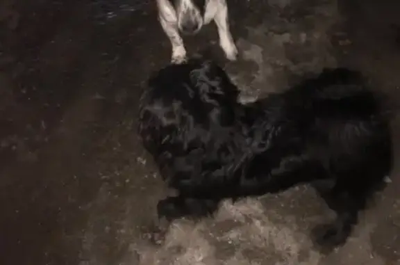 Найдена маленькая чёрная собака в Брянске