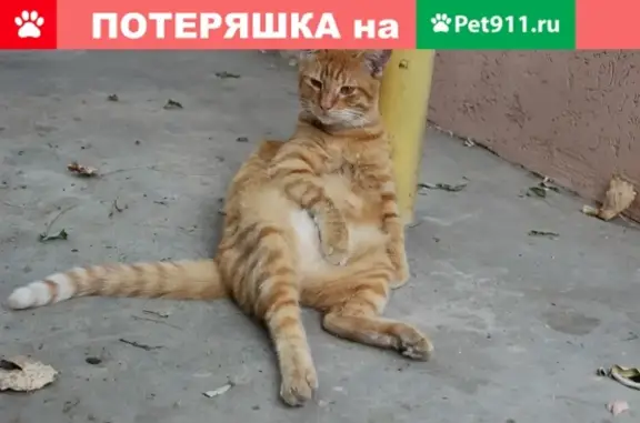 Пропала кошка на ул. Шлагбаумская, Керчь