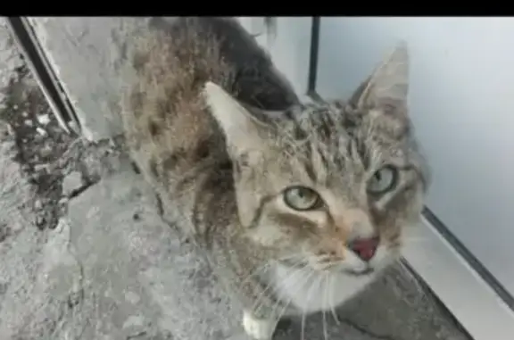 Найдены кошка и кот на ул. Лермонтова в Среднеуральске