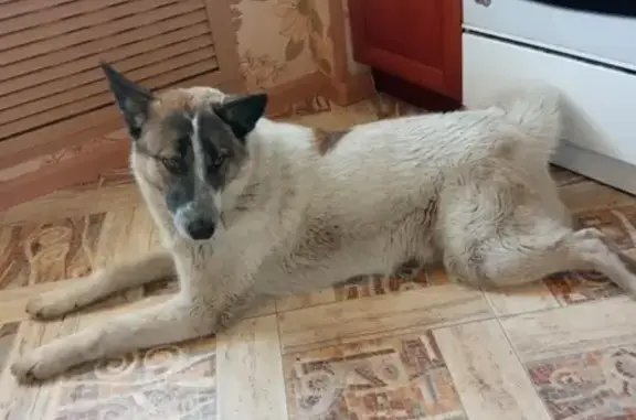 Найдена добрая собака на улице Наседкина, 12