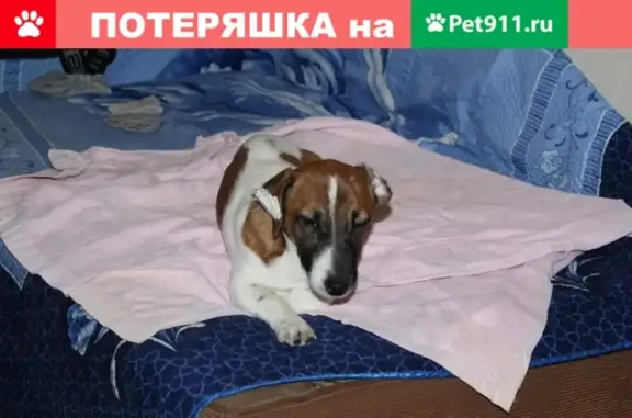 Пропала собака на улице Вавилова, Москва, Джек рассел терьер Джульетта.