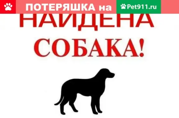 Найдена собака в Магнитогорске на ул. Бориса Ручьева
