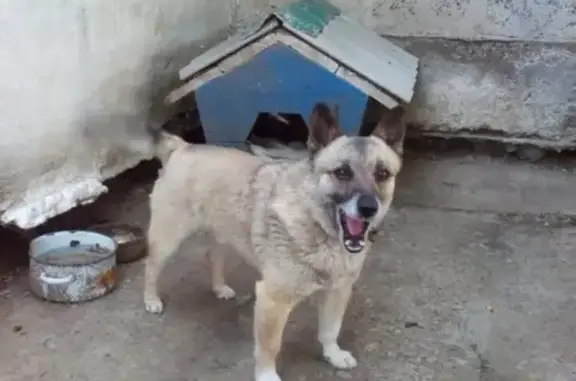 Пропала собака Кузя в Новочеркасске, район Герцена.