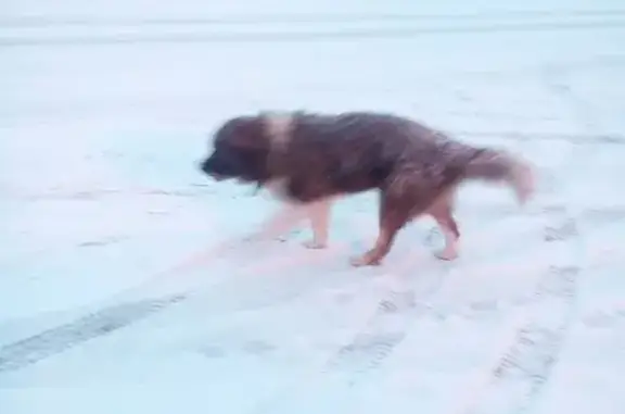 Найдена собака-девочка в Краснозаводске