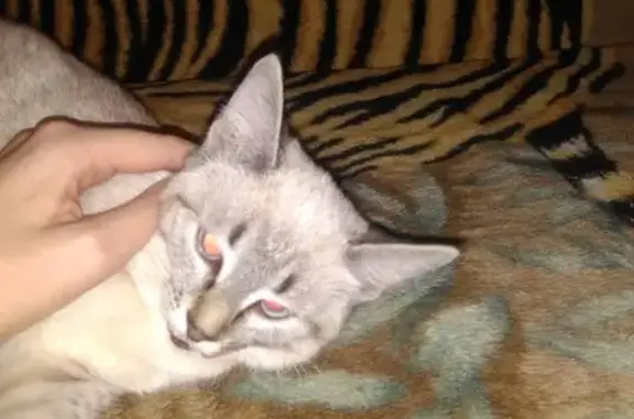 Найдена кошка на Ветеринарной 17 в Рязани