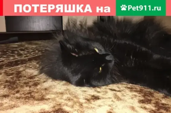 Найден кот на ул. 8 Марта, Екатеринбург