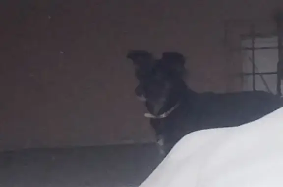Найдена собака в Омске, адрес ул. 28 Северная