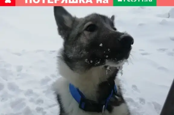 Найдена собака в Муравленко, Ямало-Ненецкий автономный округ