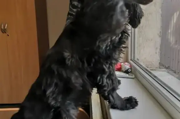 Найдена собака в Александровке, ищем хозяина!