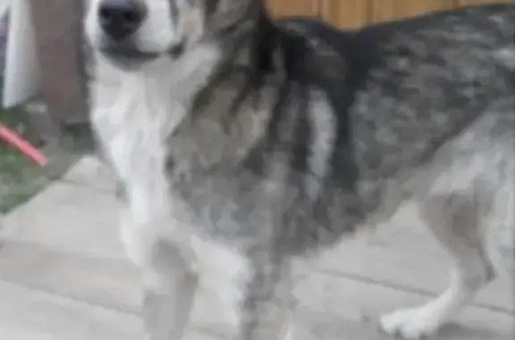 Собаки потеряшки, Рассвет, фото: Потеряшка собака Юки в хуторе Рассвет, Краснодарский край