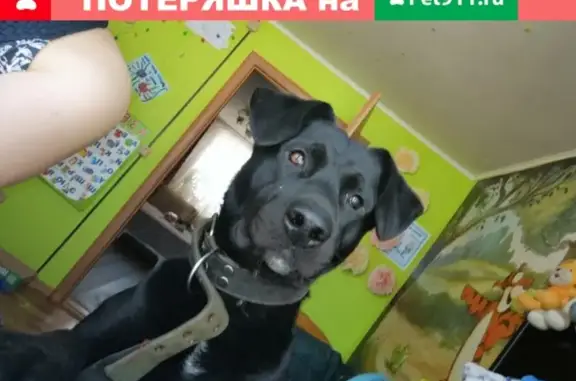 Пропала собака Рой в Елизово, Пограничный район