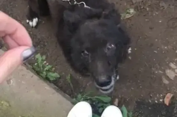 Потерянные животные Иваново, фото: Пропала собака в Иваново, район Фряньково, ищем Рекса!