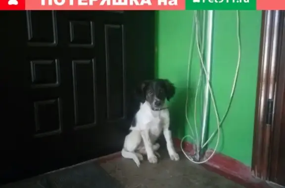 Найден щенок на ул. 22 Съезда КПСС в Бежице
