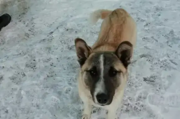Найдена домашняя собака в Тюмени