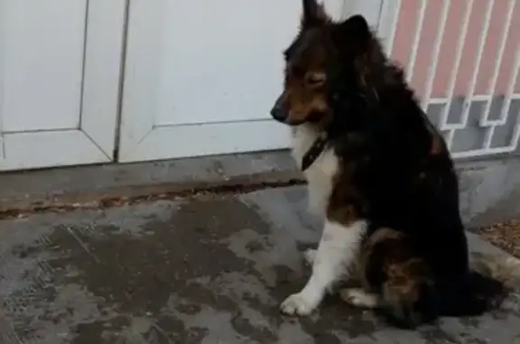Найдена собака возле магазина во Владимире