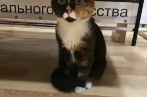 Найдена трехцветная кошка в Барнауле - помогите найти хозяина!