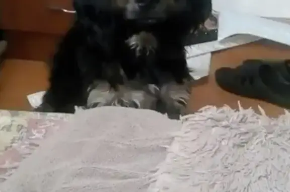 Пропала собака в Рубцовске, Алтайский край