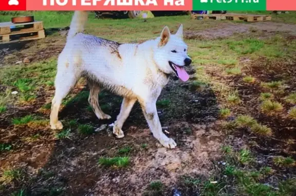 Пропала собака Ермалай в Норильске