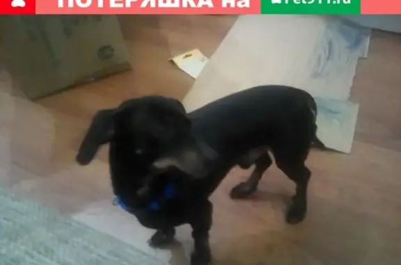 Пропала собака в Белореченске, Краснодарский край