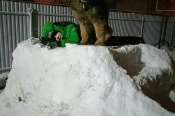 Собаки потеряшки, Липецк, фото: Потеряшка собака в Коровино, Липецк!