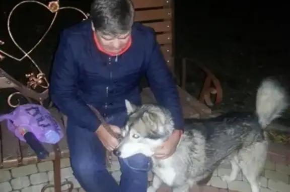 Пропала собака Граф в Урюпинске