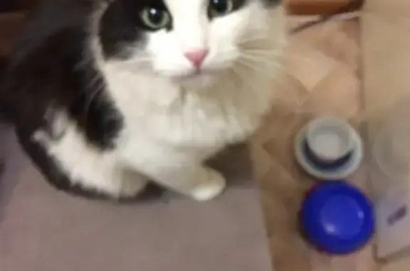 Потерянные животные Владимир, фото: Пропала кошка в районе Загородного парка, Владимир