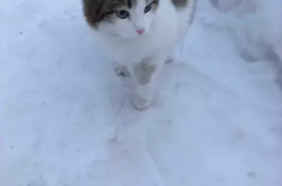 Найдена кошка в Пригородном