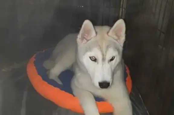 Пропала собака породы Сибирский хаски в Сургуте
