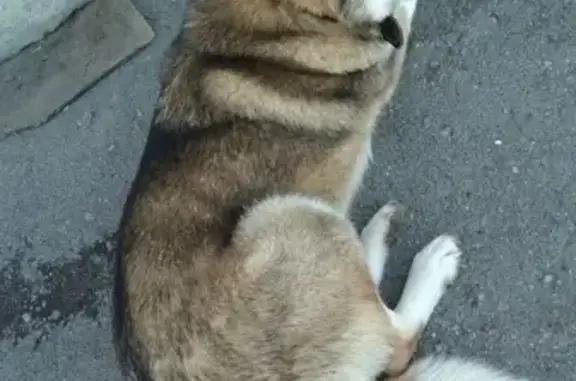 Потерянная домашняя собака ищет хозяев в Туле