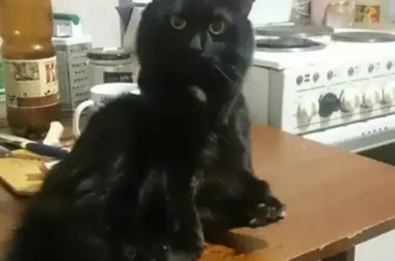 Кошки потеряшки, Тольятти, фото: Потеряшка кошка в Тольятти #lostpet #пропала_кошка