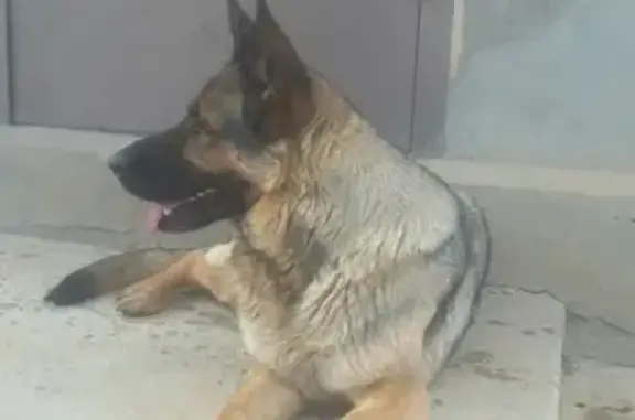 Пропала собака Дора в Элисте, Калмыкия