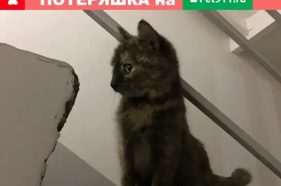 Найдена кошка на ул. Комарова, дом 9б, г. Абакан