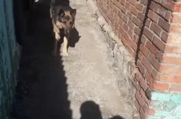 Найдена собака в Александровке, ищем хозяина
