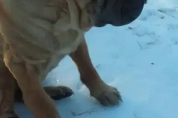 Собака найдена в лесу, Воронеж - ПОМОГИТЕ!
