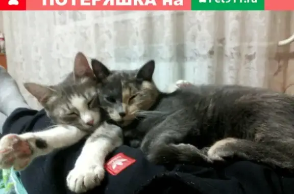 Пропала кошка Маруся в Черногорске