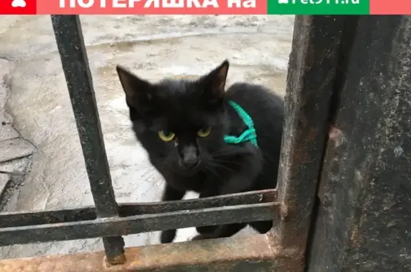 Найдена кошка на Лиговском проспекте