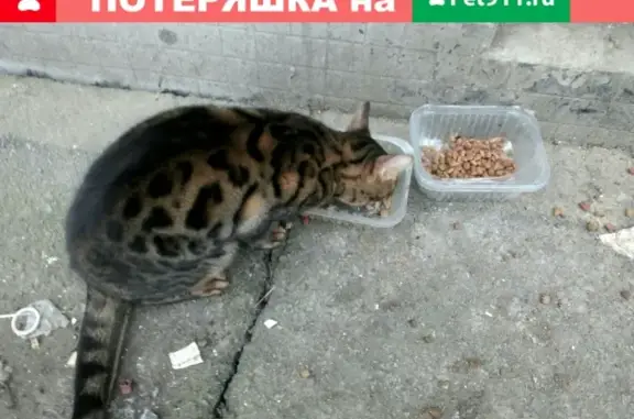 Потеряна домашняя кошка в Купчино, СПб