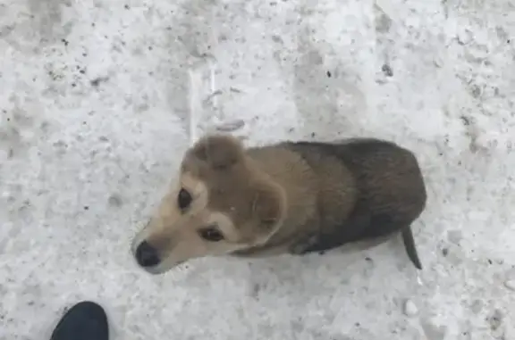 Найдена ласковая собачка в Красноярске