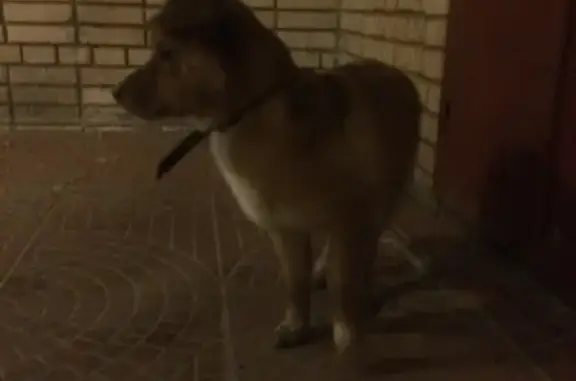 Найден щенок в Петрозаводске, район Старая Кукковка